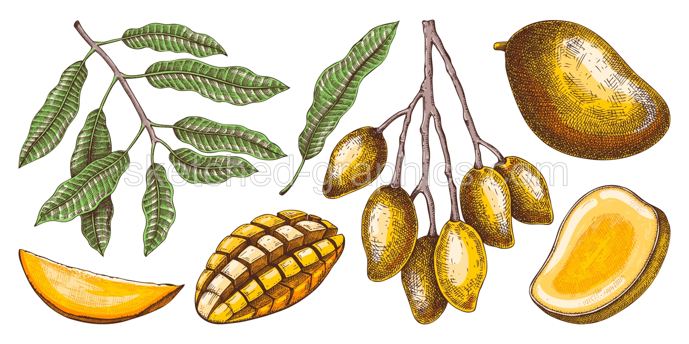 Ripe mango sketches set. Tropical fruit hand drawn vector illustration. Exotic plant with fruit, leaves, branches in color. Engraved design elements. Botanical drawing for label, juice packaging Illustration